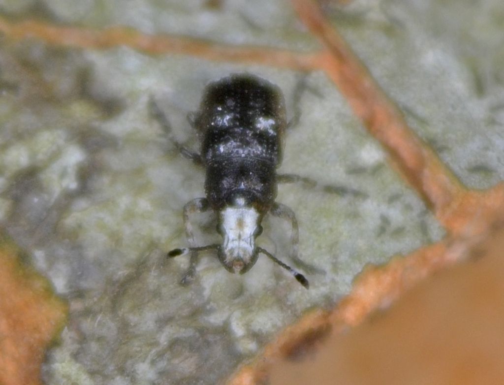 Forse curculionide? No, Anthribidae - Platystomos albinus